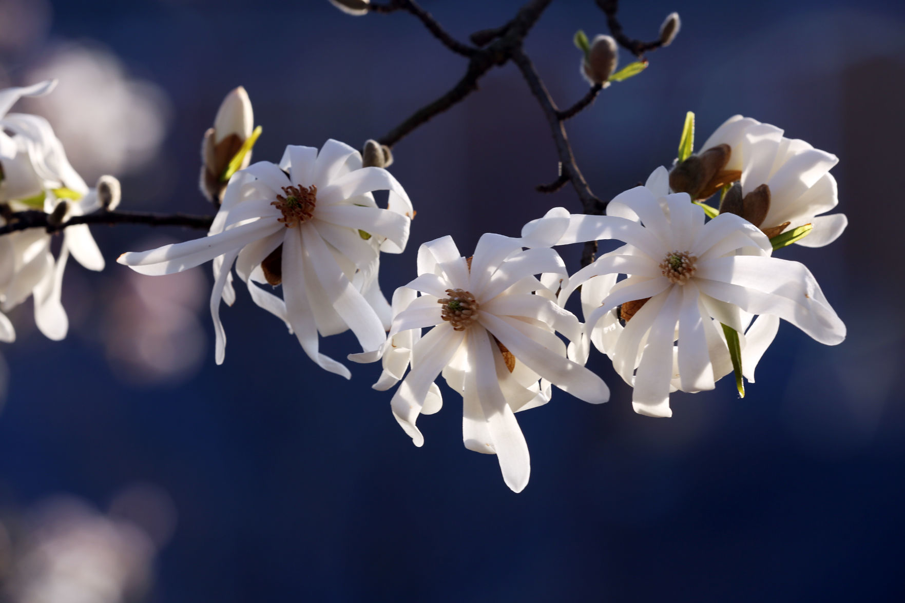 hr blossoms 031220 p01